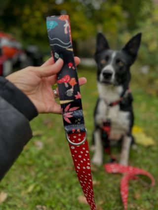 Muchomůrečky rychle v akci 🤩🍄 No nejsou boží? 🤩 Jen teda moji psi nejsou zrovna vhodní adepti na focení – jsou samá špína...