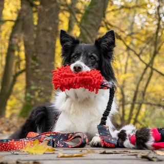 Muchomůrečky 😍 není co dodat a boží fotky od @jesi_athena_tecka ❤️