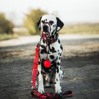 Váš oblíbený vzor Muchomurka se stalo naprostým hitem – mizí opravdu rychle! 🌟 Chci jen připomenout, že jde o limitovanou...