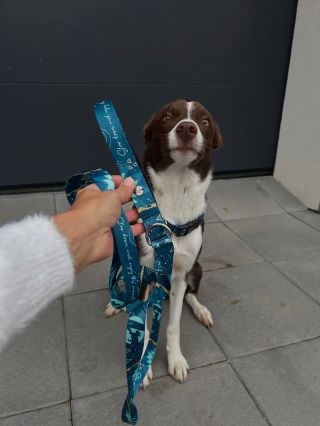 #slowdown modrá barva pro chlapecky, ale sluší i holčickám 🩵 Vodítko s významem, vodítko co ti připomene důležité okamžiky...