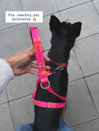 Pro všechny psí princezny 👸 #sllwdown, protože čas běží až moc rychle 🩷 #zamidog #novakolekce